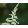 Astilba Arendsova 'Brautschleier' - Astilbe arendsii 'Brautschleier'
