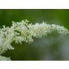 Astilba Arendsova 'Brautschleier' - Astilbe arendsii 'Brautschleier'