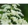 Astilba Arendsova 'Brautschleier' - Astilbe arendsii 'Brautschleier'