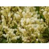 Astilba Arendsova 'Czerwona Lodyga' - Astilbe x arendsii 'Czerwona Lodyga'