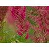 Astilba Arendsova 'Else Schluck' - Astilbe x arendsii 'Else Schluck'