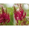 Astilba Arendsova 'Else Schluck' - Astilbe x arendsii 'Else Schluck'