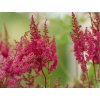 Astilba Arendsova 'Else Schluck' - Astilbe x arendsii 'Else Schluck'