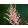 Astilba Arendsova 'Erika' - Astilbe x arendsii 'Erika'