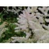 Astilba Arendsova 'Irrlicht' - Astilbe arendsii 'Irrlicht'