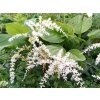 Astilba simplicifolia 'White Sensation®' - Astilbe simplicifolia 'White Sensation'