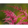 Astilba simplicifolia 'Aphrodite' - Astilbe simplicifolia 'Aphrodite'
