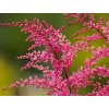 Astilba simplicifolia 'Aphrodite' - Astilbe simplicifolia 'Aphrodite'
