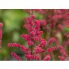 Astilba simplicifolia 'Moulin Rouge®' - Astilbe simplicifolia 'Moulin Rouge'