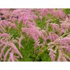 Astilba thunbergii ´Strausenfeder´ - Astilbe thunbergii ´Strausenfeder´