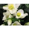 Čemerica čierna 'Christmas Carol White' - Helleborus niger 'Christmas Carol White'
