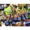 Aronia Galicjanka (1)