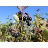 Aronia Hugin