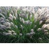 Perovec psiarkovitý 'Moudry' - Pennisetum alopecuroides 'Moudry'