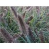 Perovec psiarkovitý 'Moudry' - Pennisetum alopecuroides 'Moudry'