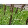 Perovec psiarkovitý 'Red Head' - Pennisetum alopecuroides 'Red Head'