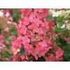 Hortenzia metlinatá 'Pink Diamond'