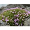 Klinček arpadianus - Dianthus arpadianus ssp. pumilus