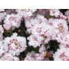 Klinček peristý 'Ine' - Dianthus plumarius 'Ine'