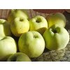 Jabloň 'Antonovka' (Balenie prostokorenný stromček, Podpník MM106)