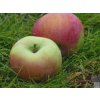 Jabloň 'Ontário' (Balenie prostokorenný stromček, Podpník MM106)