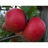 Jabloň 'Red Topaz'