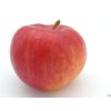 Jabloň 'Red Topaz'
