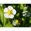 Jahoda semperflorens 'Rugia' - Fragaria semperflorens 'Rugia'