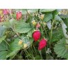 Jahoda semperflorens 'Rugia' - Fragaria semperflorens 'Rugia'
