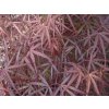 Javor dlaňovitolistý 'Hubb's Red Willow'
