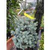 Abies lasiocarpa 'Compacta' (3)