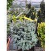 Abies lasiocarpa 'Compacta' (2)