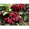 Jarabina vtáčia 'Granatnaja'