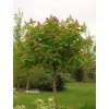 Pagaštan pleťový 'Briotii'  Aesculus x carnea 'Briotii'