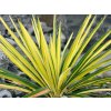 Juka vláknitá 'Bright Edge' - Yucca filamentosa 'Bright Edge'