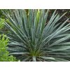 Juka vláknitá - Yucca filamentosa