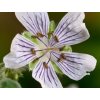 Pakost Renardov - Geranium renardii