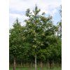 castanea