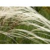 Kavyľ Ivanov - Stipa pennata
