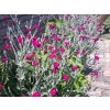 Kukučka vencová - Lychnis coronaria