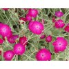 Kukučka vencová - Lychnis coronaria