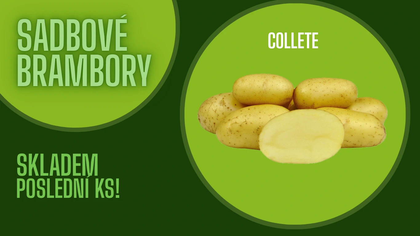 Sadbové brambory