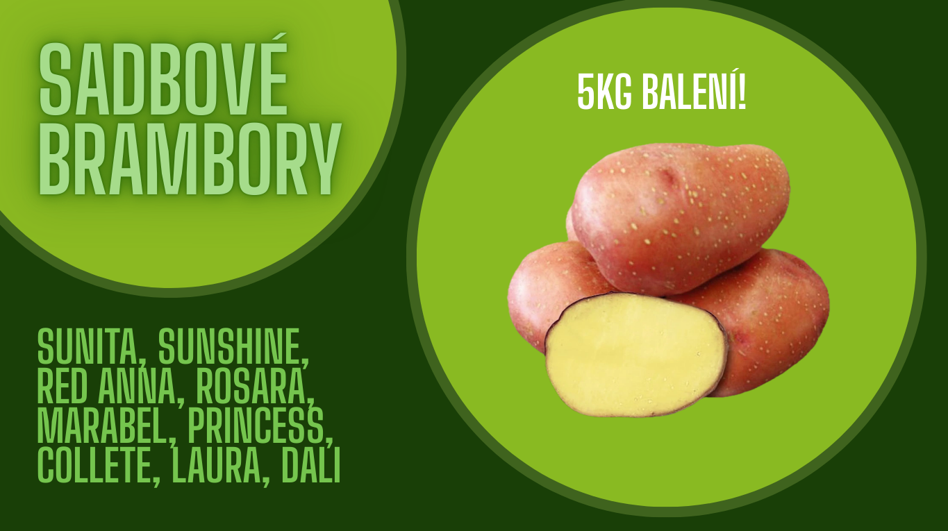 Sadbové brambory