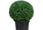 BUXUS