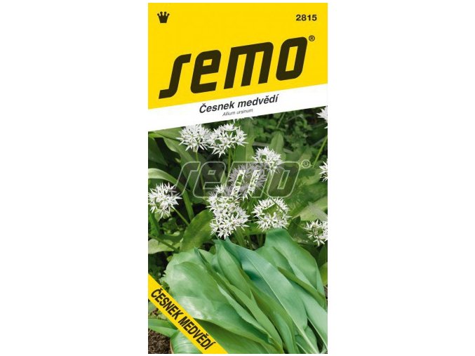 42038 cesnek medvedi 1g