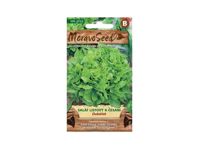 54497 salat listovy dubacek moravoseed