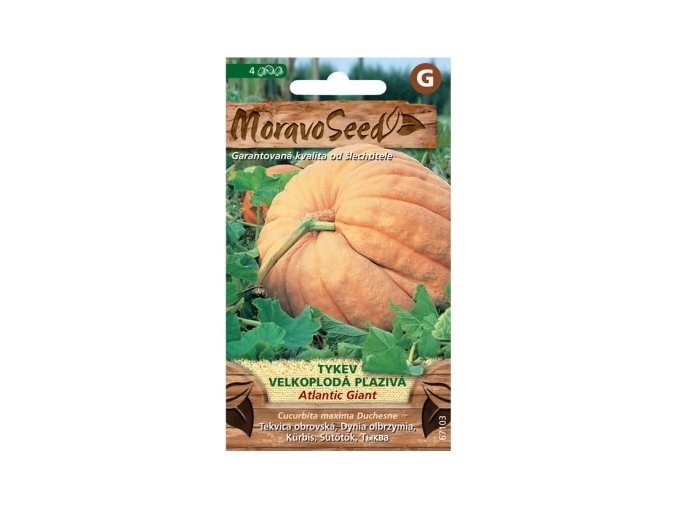 59078 tykev plaziva atlantic giant moravoseed