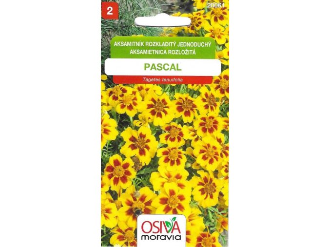 pascal