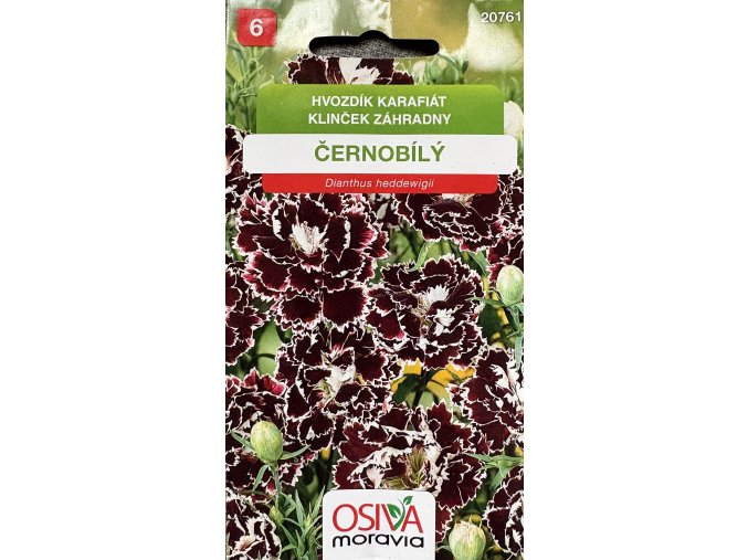 Hvozdík karafiát černobílý_0,2 g OSIVA MORAVIA