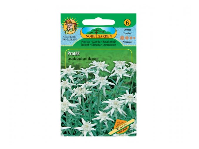 Protěž alpská, bílá - NOHEL GARDEN